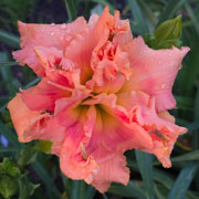 Spacecoast Twisted Sister Daylily
